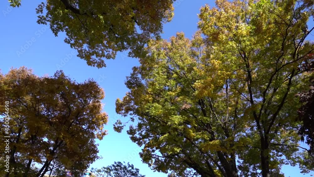 Autumn leaves are in full swing in autumn in Korea. A trip to see the beauty of autumn leaves is called 'Maple Viewing' in Korea. Autumn leaves are in full swing in autumn in Korea. A trip to see the beauty of autumn leaves is called 'Maple Viewing' in Korea.