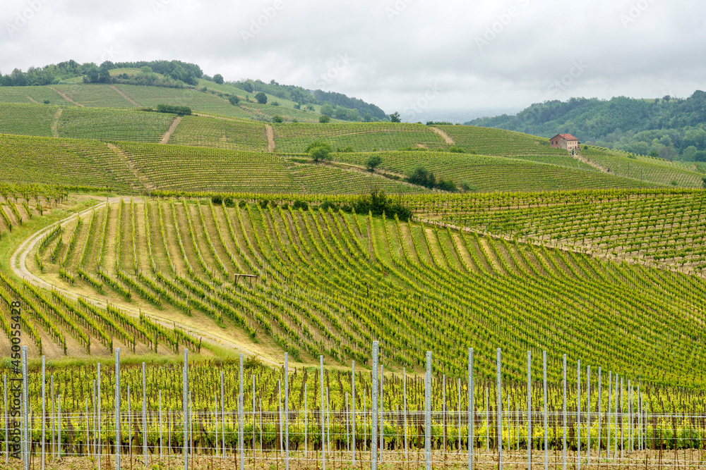 Vineyards of Monferrato near Acqui Terme at springtime