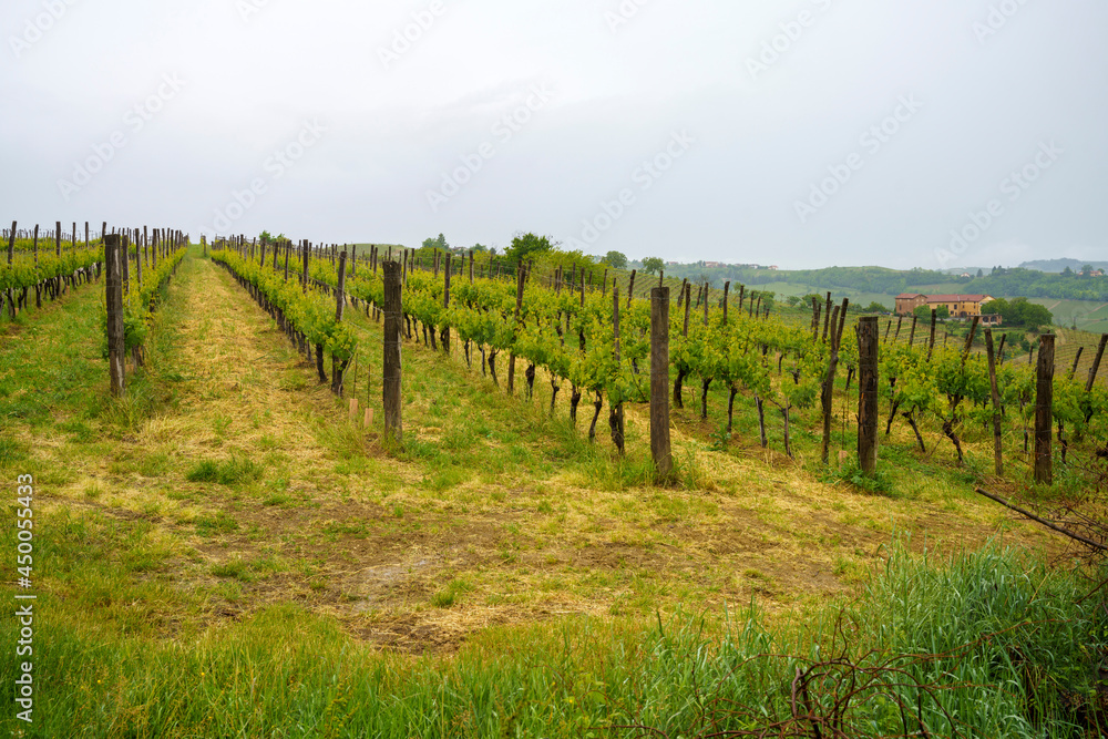 Vineyards of Monferrato near Acqui Terme at springtime
