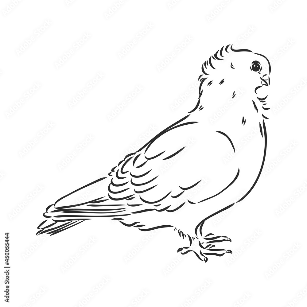 Obraz premium Realistic hand drawn dove. Vector illustration or element for your design.