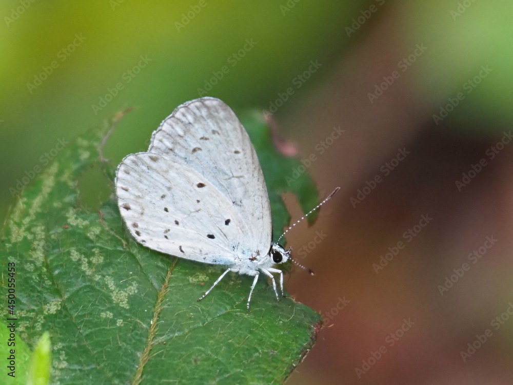 custom made wallpaper toronto digitalルリシジミ
