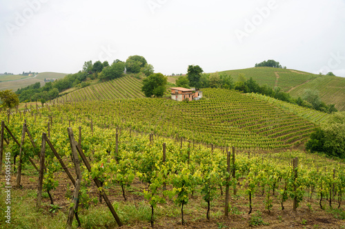 Vineyards of Monferrato near Acqui Terme at springtime