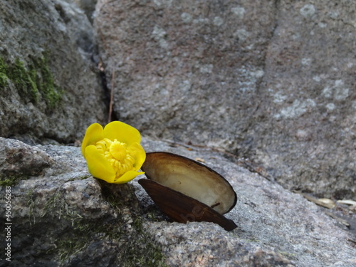 yellow flower on the stone