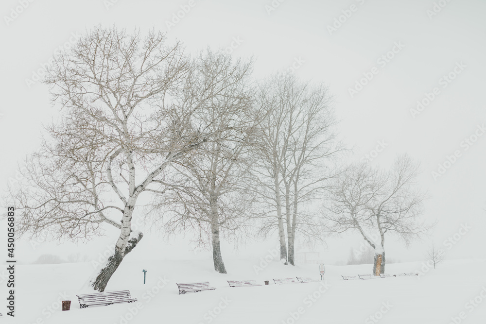Fototapeta premium Trees in the snow
