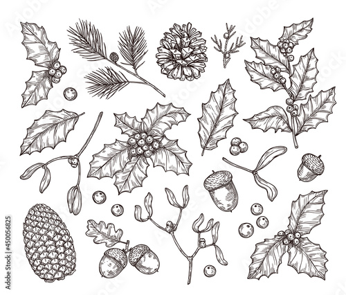 Christmas hand drawn plant elements