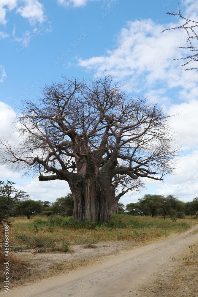 Beautiful Trees of Africa – Tanzania Beautiful Trees of Africa – Tanzania