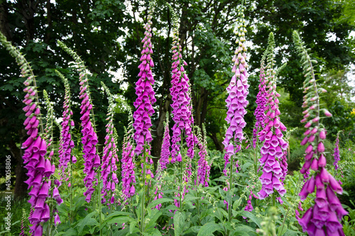 Foxgloves along garden edge