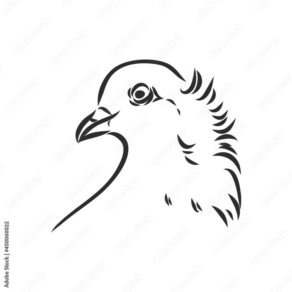Fototapeta premium Realistic hand drawn dove. Vector illustration or element for your design.