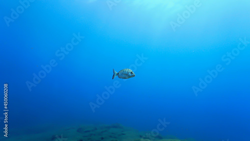 Underwater photo of zebra sea bream fish in the blue sea.