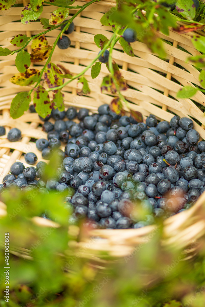 Fresh organic ripe blueberries in a wicker basket among the bushes in the woods in summer, close up, vertical Fresh organic ripe blueberries in a wicker basket among the bushes in the woods in summer, close up, vertical