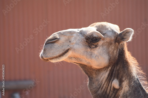 Happy camel