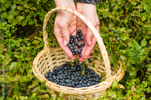 Girl picking fresh organic ripe blueberries with hands and a wicker basket in the woods in summer photo