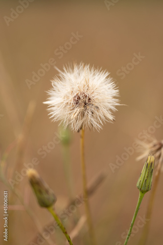 little flower of wishes in a summer field