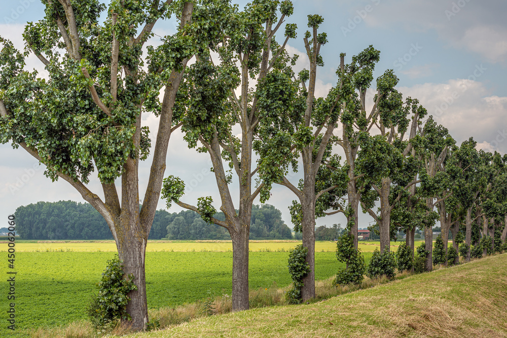 Long row of topped trees next to a Dutch dike. The tree silhouettes contrast with the slightly cloudy sky. It is summer in the Netherlands.