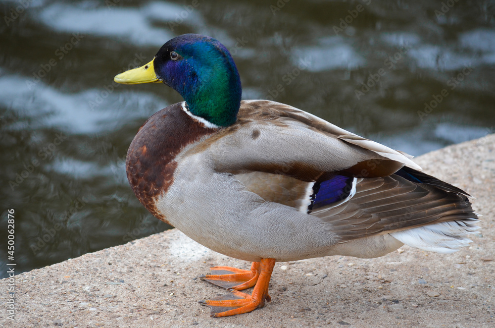 Obraz premium Duck near water