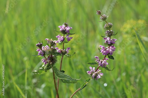 Phlomis tuberosa. Sage-leaf mullein in the morning on a meadow in Siberia photo