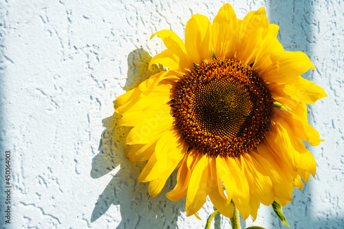 Yellow sunflower against blue wall in  sunlight with shadows. Autumn composition with copy space.