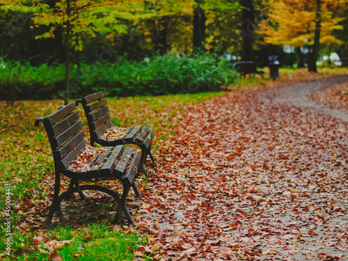 wooden bench with golden foliage in autumn city park in a rainy day