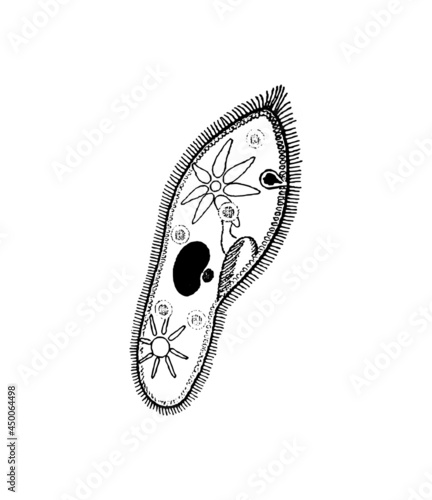 фотографія Paramecium caudatum. vector drawing