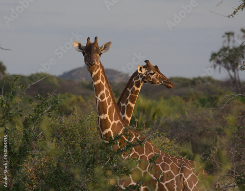 two reticulated giraffes standing together in the dramatic sunlight of wild Meru National Park, Kenya