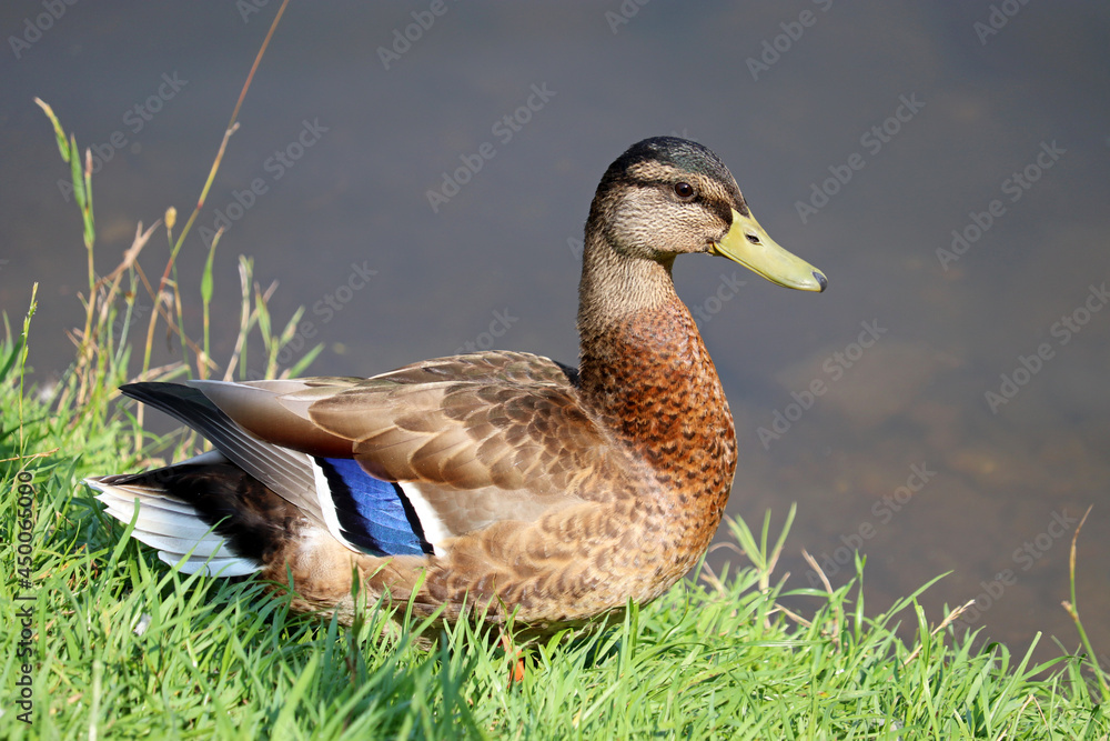 Mallard duck quacks standing on a green grass near the water. Portrait of male wild duck at lake coast Mallard duck quacks standing on a green grass near the water. Portrait of male wild duck at lake coast