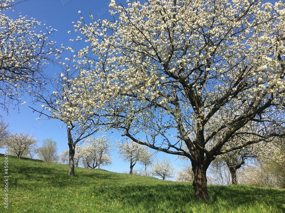 Kirschblüte in Witzenhausen