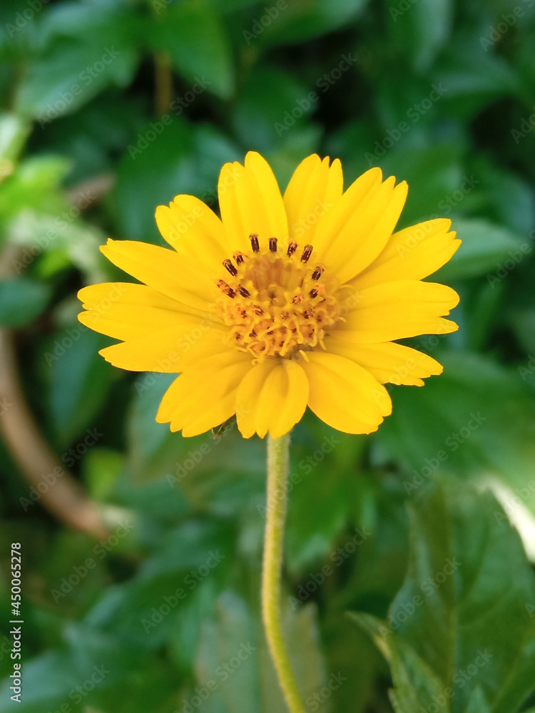Single yellow flower blossom blooming blurred green leaf background for design or stockphoto, summer of flora, top viewl, chrysanthemum plants, outdoor Single yellow flower blossom blooming blurred green leaf background for design or stockphoto, summer of flora, top viewl, chrysanthemum plants, outdoor