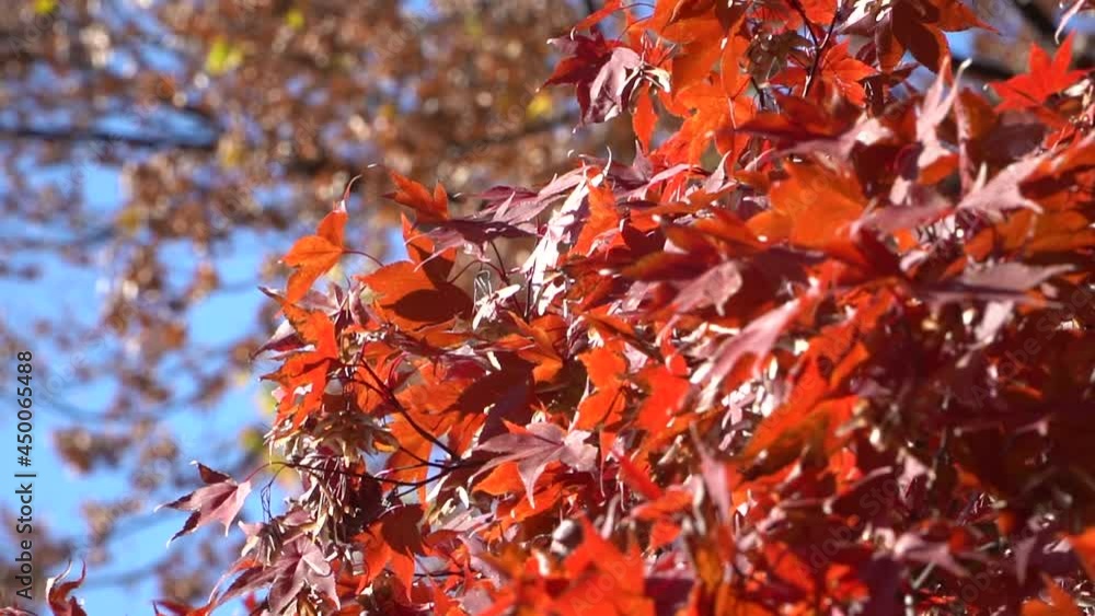 Autumn leaves are in full swing in autumn in Korea. A trip to see the beauty of autumn leaves is called 'Maple Viewing' in Korea. Autumn leaves are in full swing in autumn in Korea. A trip to see the beauty of autumn leaves is called 'Maple Viewing' in Korea.