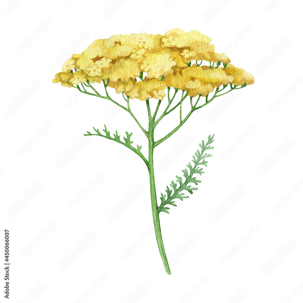 Obraz premium Yarrow yellow flower. Watercolor illustration. Hand drawn milfoil wild organic herb. Yarrow medical plant element. Meadow milfoil yellow natural flower with green leaves. White background