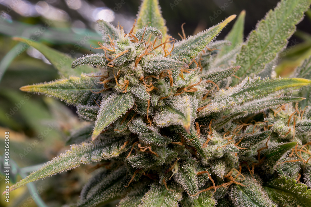 the green flowers of marijuana are ripe.Medicinal marijuana. Conoabis flowering stage the green flowers of marijuana are ripe.Medicinal marijuana. Conoabis flowering stage