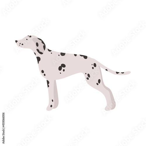 Isolated vector illustration of a Dalmatian dog