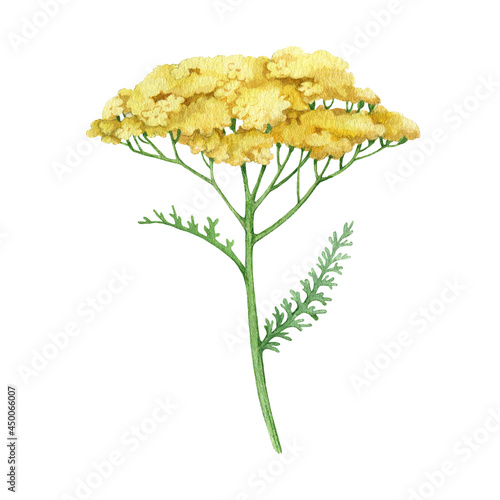 Yarrow yellow flower. Watercolor illustration. Hand drawn milfoil wild organic herb. Yarrow medical plant element. Meadow milfoil yellow natural flower with green leaves. White background photo