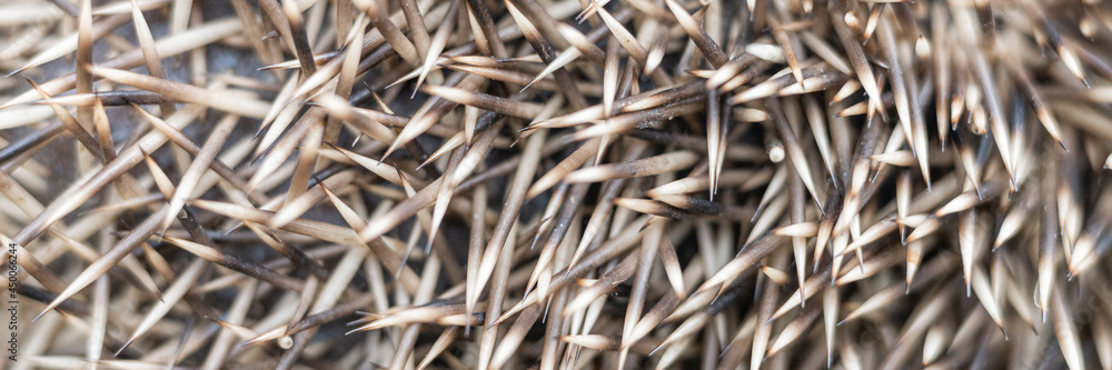 background of brown and white hedgehog spines close up. natural animal abstract backdrop of mantle with prickles of a hedgehog. banner background of brown and white hedgehog spines close up. natural animal abstract backdrop of mantle with prickles of a hedgehog. banner