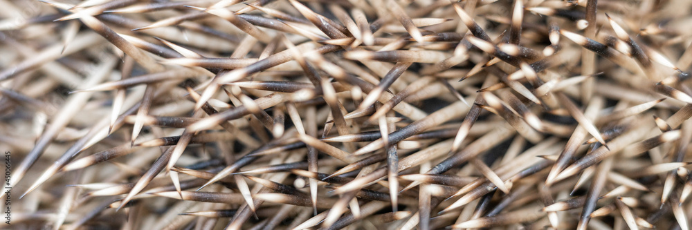 background of brown and white hedgehog spines close up. natural animal abstract backdrop of mantle with prickles of a hedgehog. banner background of brown and white hedgehog spines close up. natural animal abstract backdrop of mantle with prickles of a hedgehog. banner