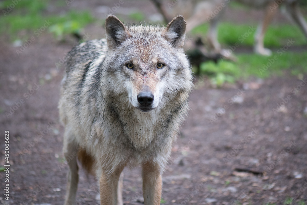 Wolf spotting the photographer Wolf spotting the photographer