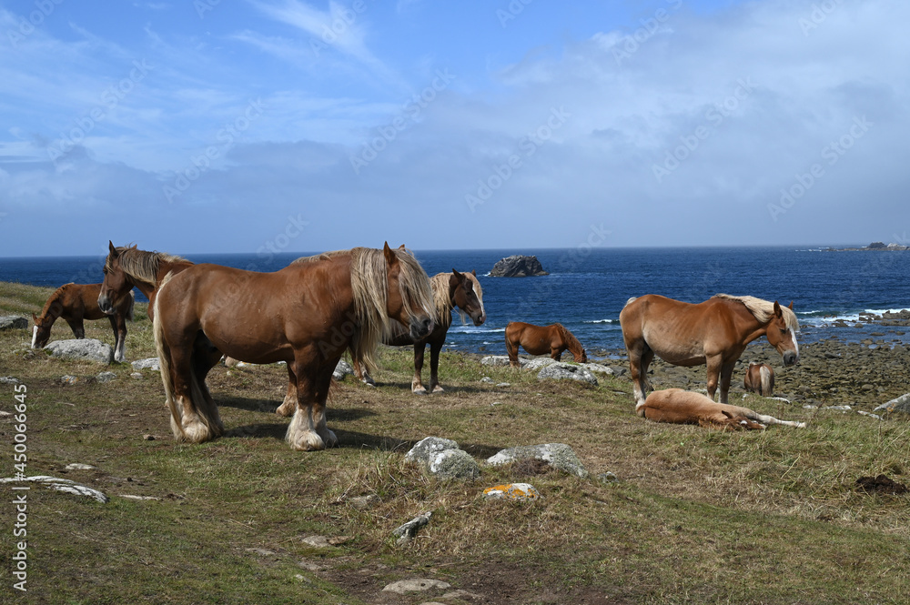 Chevaux dans un champ sur la Pointe de Landunvez en Bretagne Chevaux dans un champ sur la Pointe de Landunvez en Bretagne