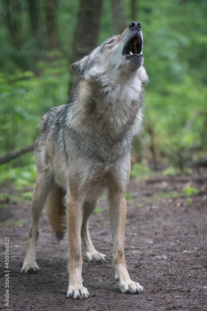 Fototapeta premium Howling Wolf