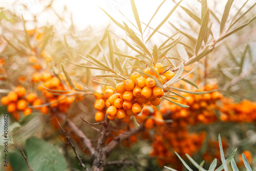 Bild auf Leinwand a branch of orange sea buckthorn berries close up