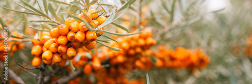 a branch of orange sea buckthorn berries close up. a lot of useful berries of sea-buckthorn on a bush with green leaves. the berry from which the oil is made. defocused or small depth of field. banner