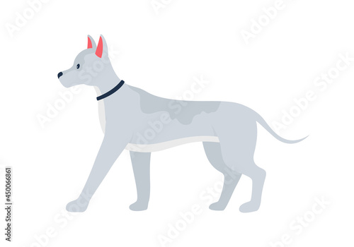 Grey dog with prick ears semi flat color vector character. Full body animal on white. Adopting pet from shelter isolated modern cartoon style illustration for graphic design and animation