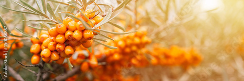 a branch of sea buckthorn berries close up. a lot of useful berries of sea-buckthorn on a bush with green leaves. the berry from which the oil is made. defocused or small depth of field. banner. flare