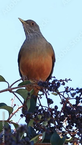 Vídeo vertical da ave sabiá-laranjeira comendo frutos silvestres. (Turdus rufiventris)