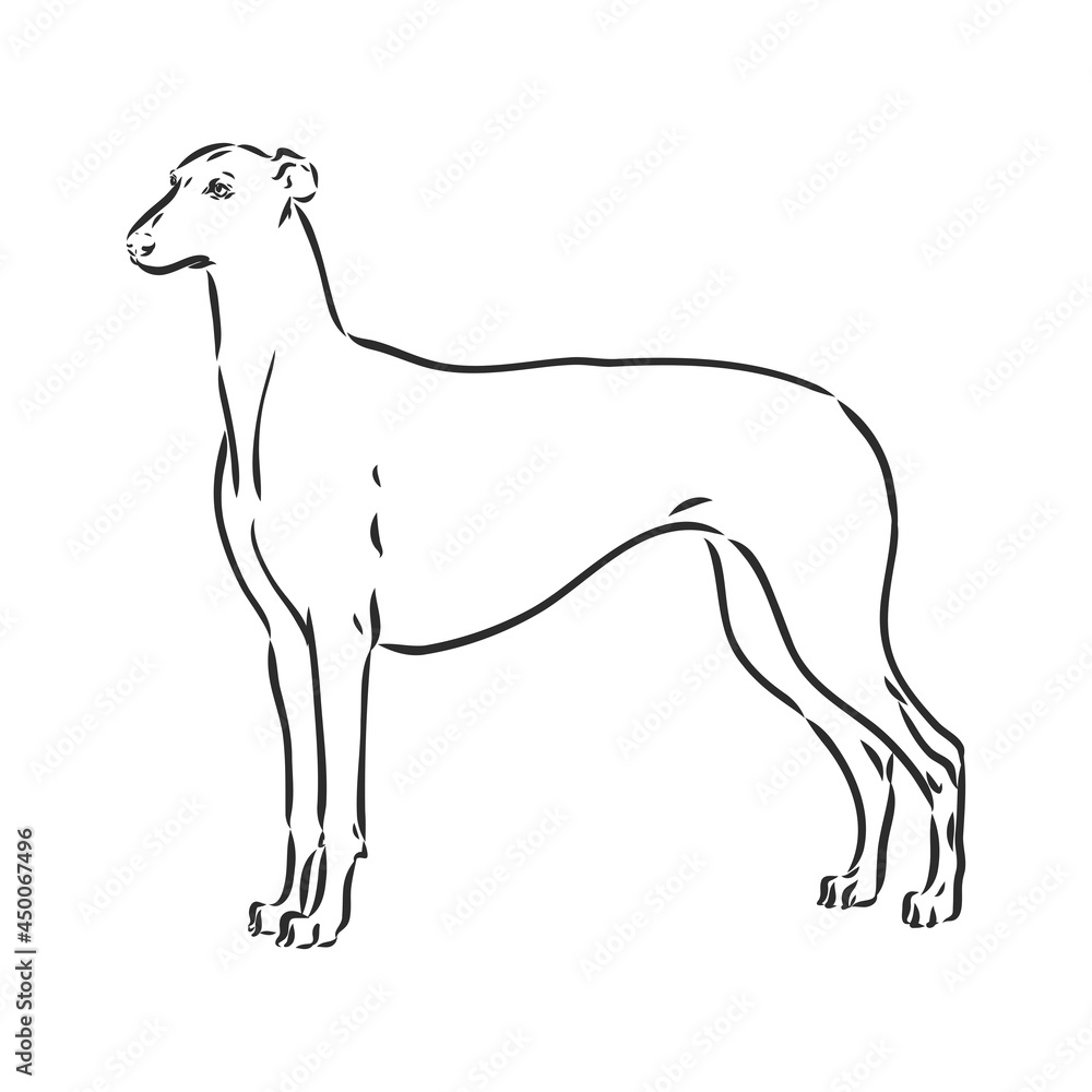 Obraz premium Greyhound dog - isolated vector illustration greyhound hound vector