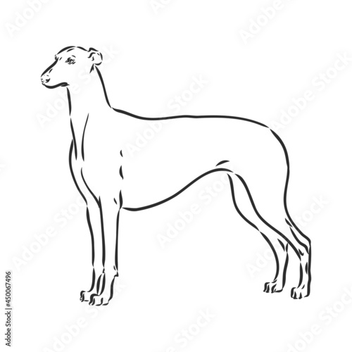 Greyhound dog - isolated vector illustration greyhound hound vector