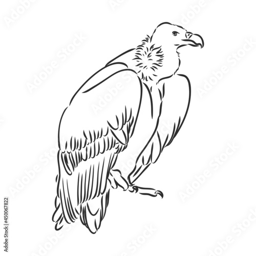 Vulture illustration, drawing, engraving, ink, line art, vector
