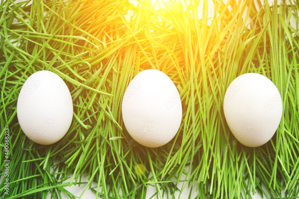 Three chicken eggs were hidden in green grass, sunlight.