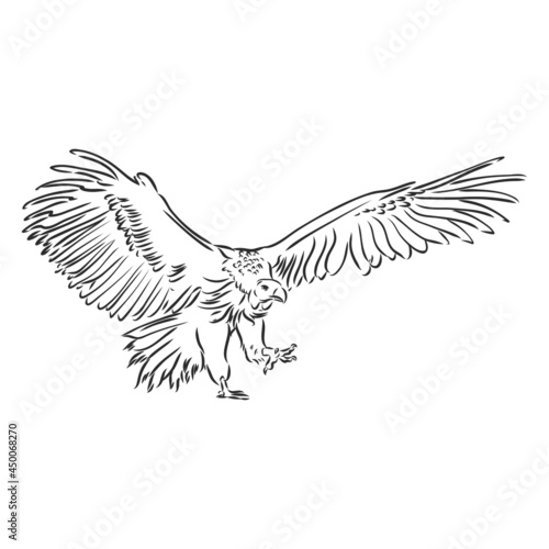 Vulture illustration, drawing, engraving, ink, line art, vector