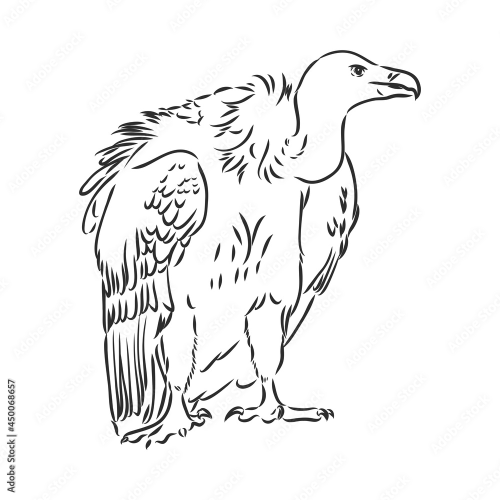 Vulture illustration, drawing, engraving, ink, line art, vector Stock