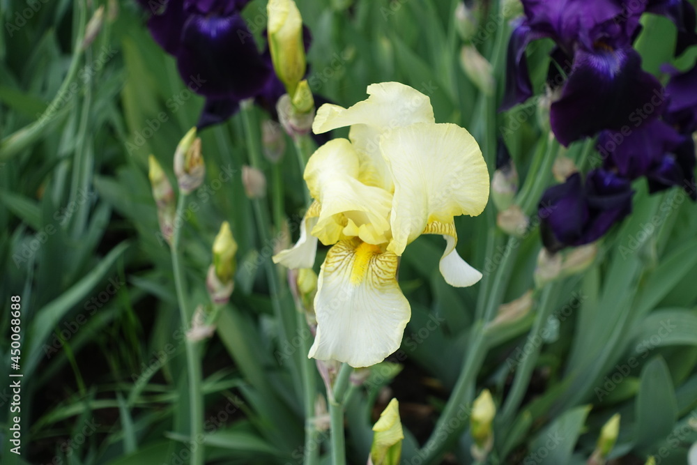 A flower and buds of light yellow Iris germanica in May A flower and buds of light yellow Iris germanica in May