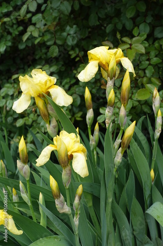 3 light yellow flowers and buds of Iris germanica in May